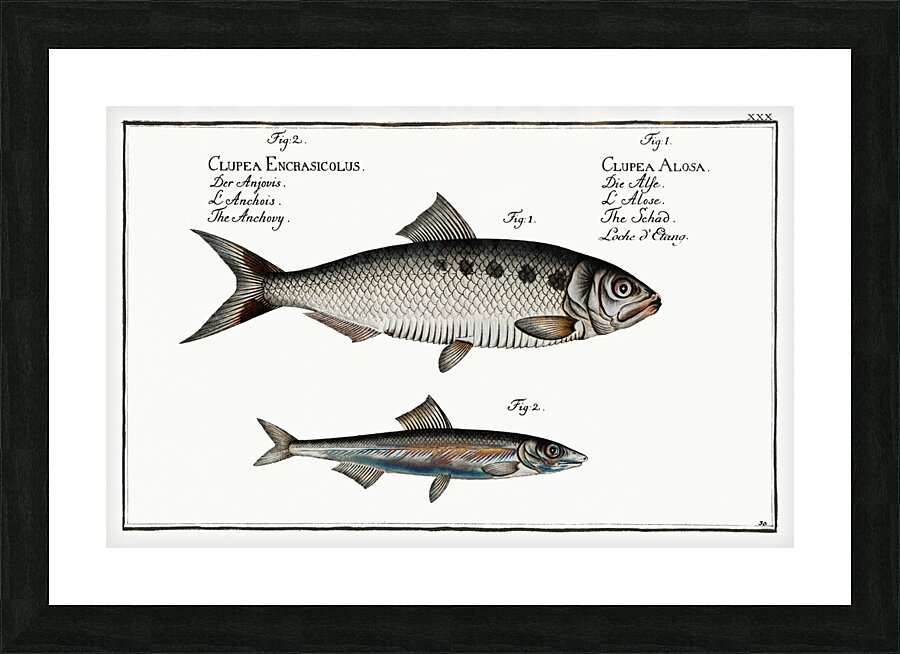1. Schad Clupea Alosa 2. Anchovy Clupea Encrasicolus Picture Frame print