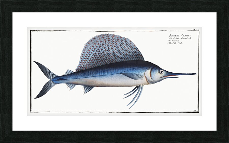 Ola-Fish Scomber Gladius Picture Frame print