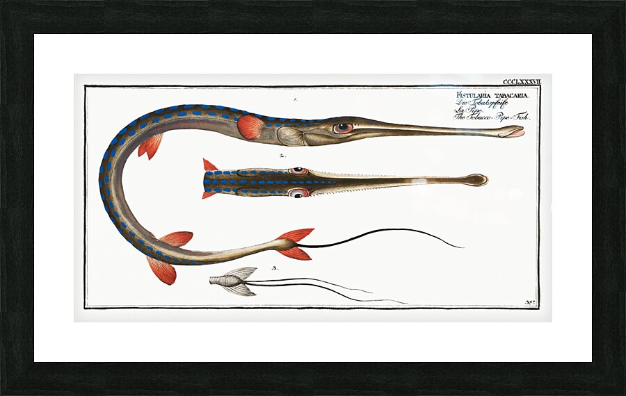 Tobacco-Pipe-Fish Fistularia tabacaria Picture Frame print