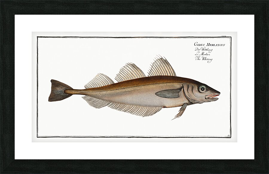 Whiting Gadus Merlangus Impression et Cadre photo