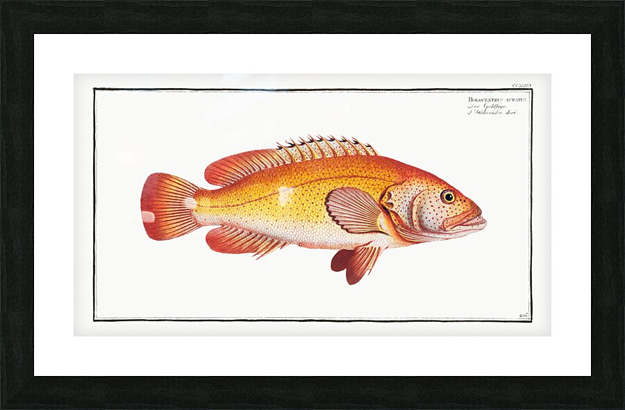 Holocentrus auratus Picture Frame print