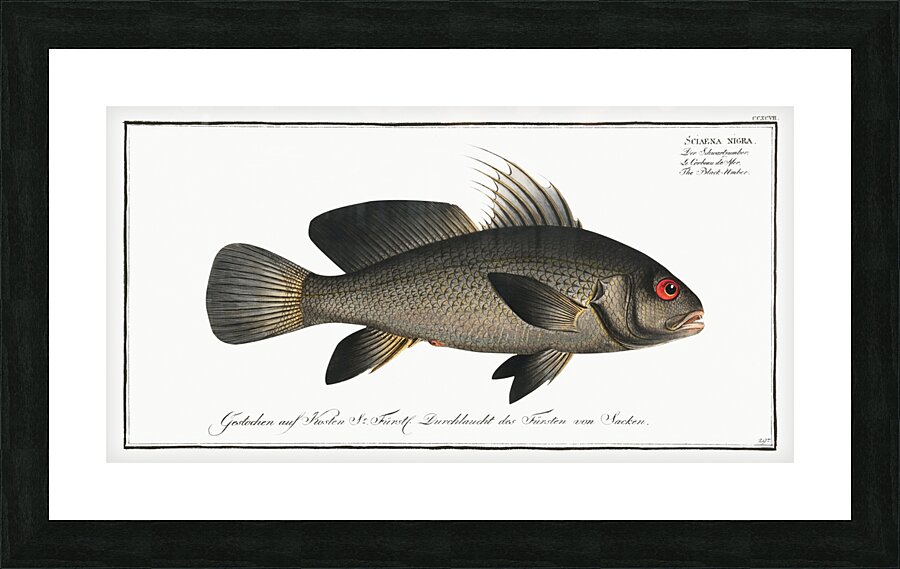 Black-Umber Sciaena nigra Picture Frame print
