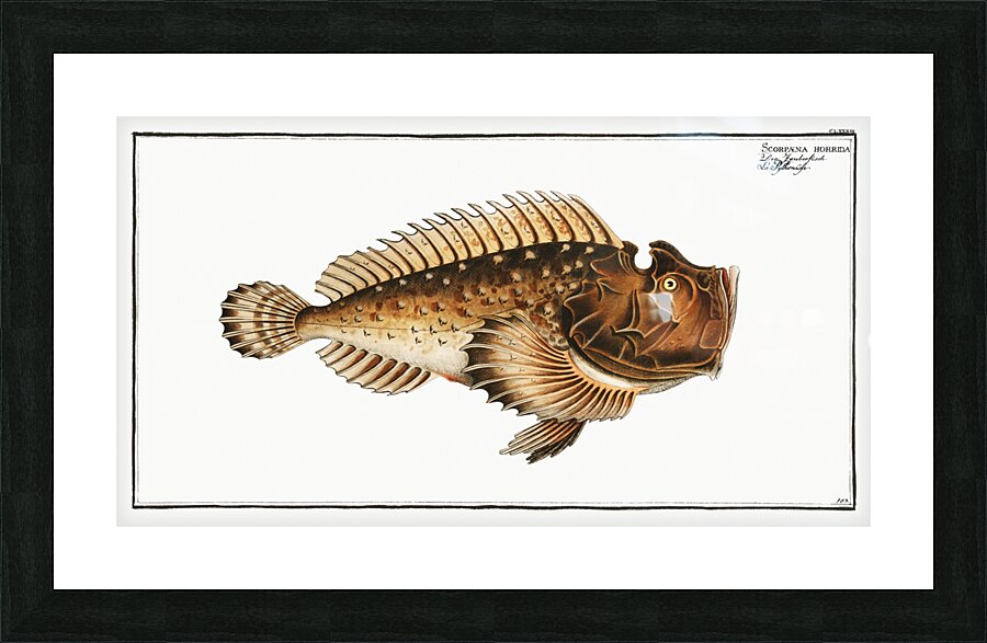 Scorpaena horrida Picture Frame print