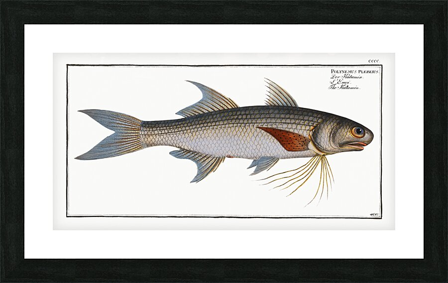 Kalamin Polynemus plebeius Picture Frame print