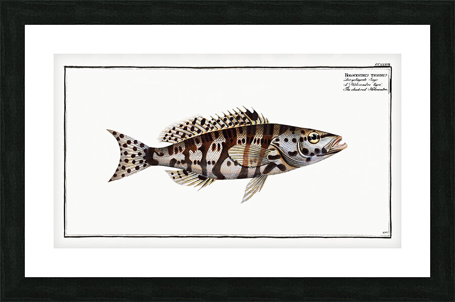 Checkred Holocentre Holocentrus tigrinus Picture Frame print