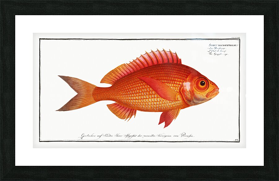 Goggle-eye Sparus macrophthalmus Picture Frame print