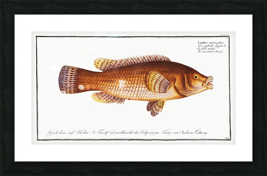 Maculated Wrasse Labrus maculatus Picture Frame print