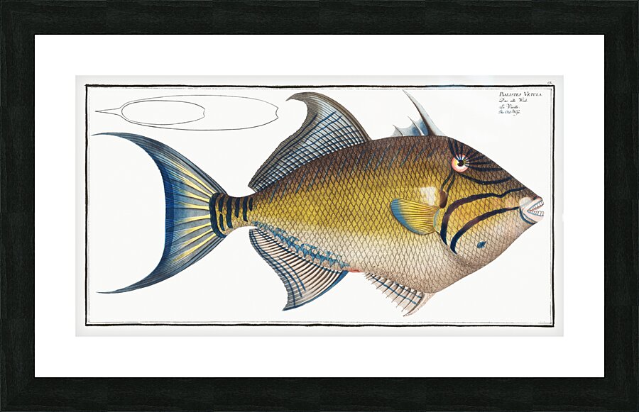 Old-Wife Balistes Vetula Picture Frame print