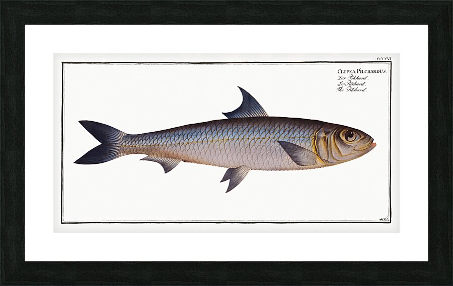 Pilchard Clupea Pilchardus Picture Frame print