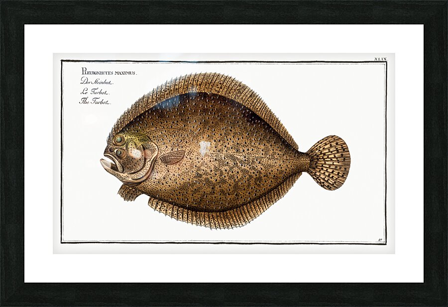 Turbot Pleuronectes maximus Picture Frame print
