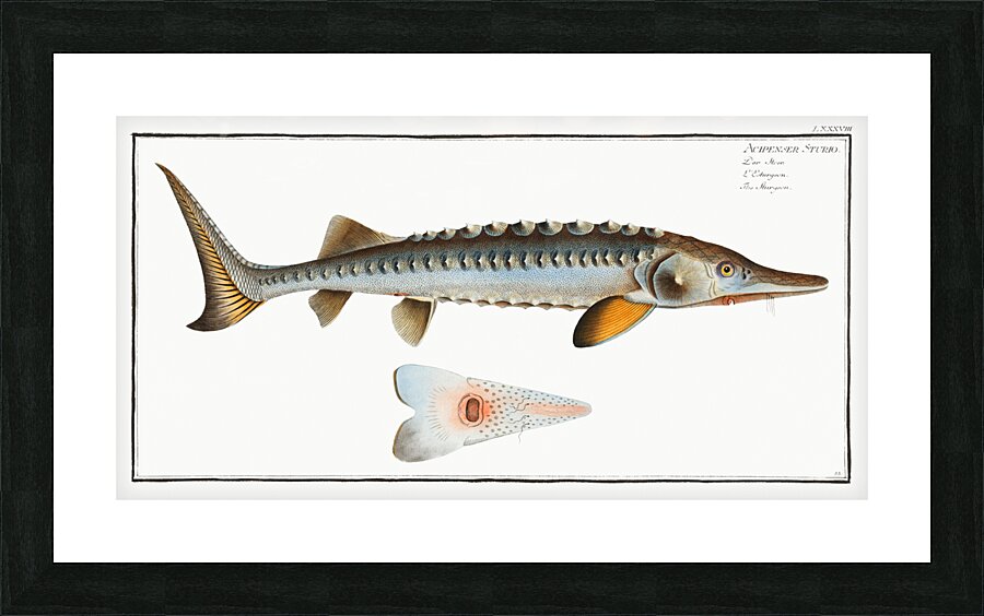 Sturgeon Acipencer Sturio Picture Frame print