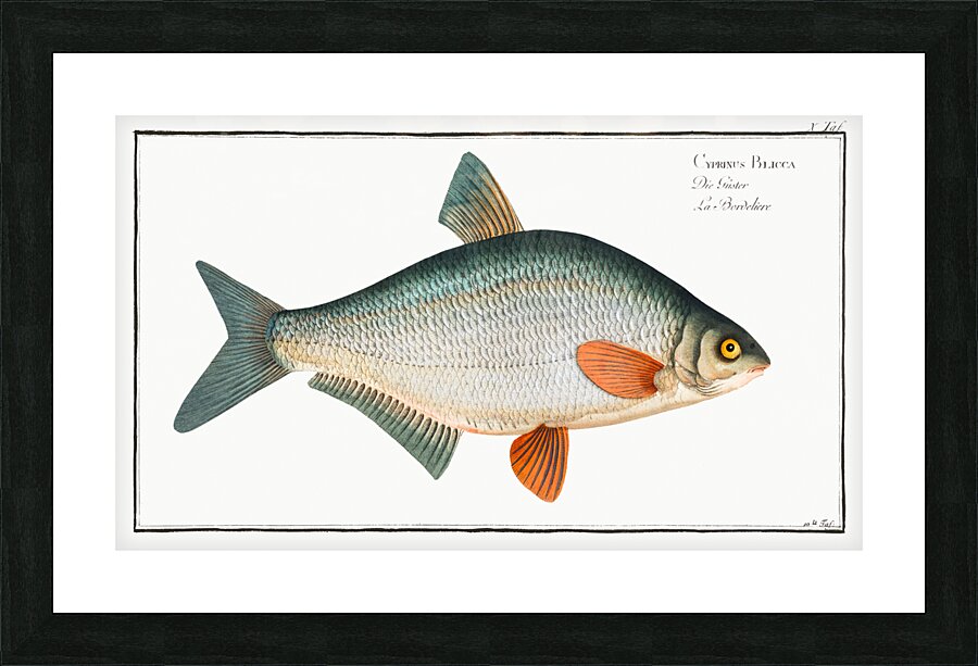 Blicca Cyprinus Blicca Picture Frame print