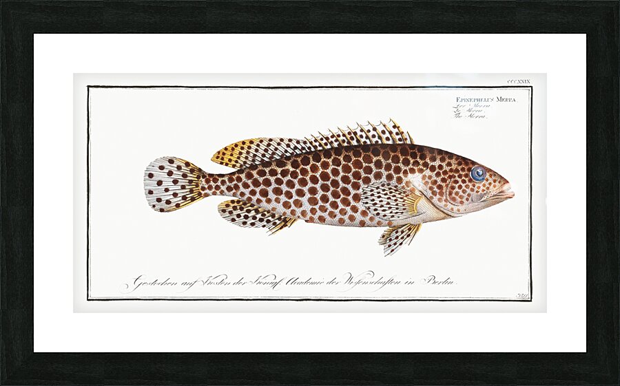 Merra Epinephelus Merra Picture Frame print