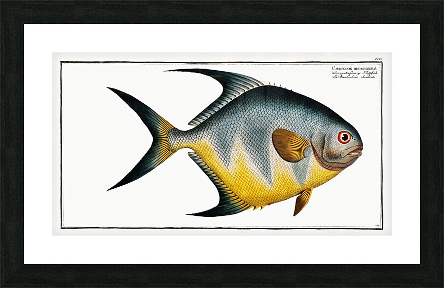 Chaetodon rhomboides Picture Frame print