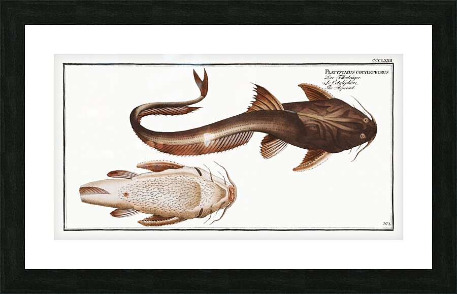 Aspread Platystacus cotylephorus Picture Frame print