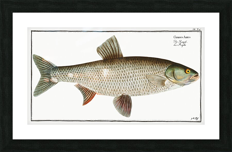 Aspius Cyprinus Aspius Picture Frame print