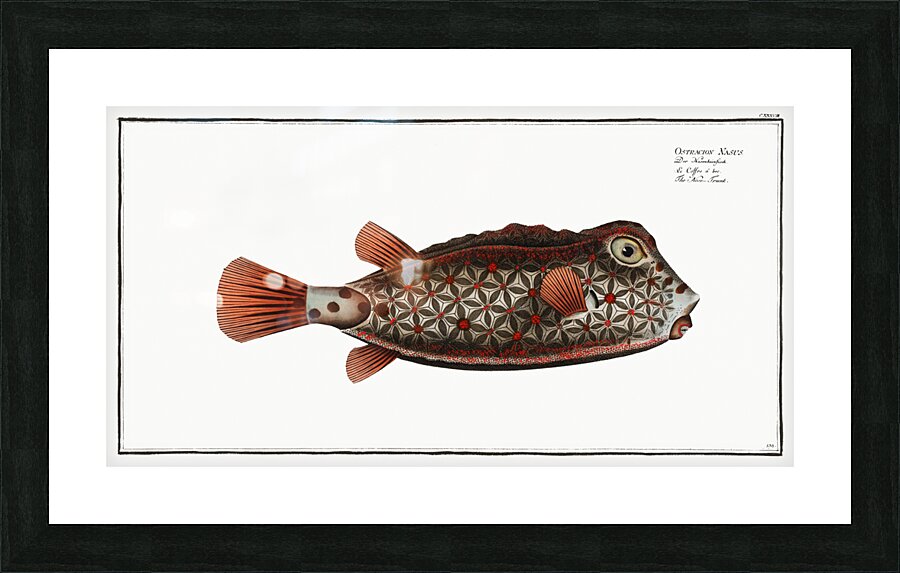 Nose-Trunk Ostracion Nasus Picture Frame print