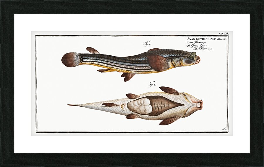 Four-eye Anableps tetrophthalmus Picture Frame print