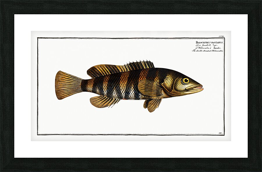 Double-streaked Holocentre Holocentrus fasciatus Picture Frame print