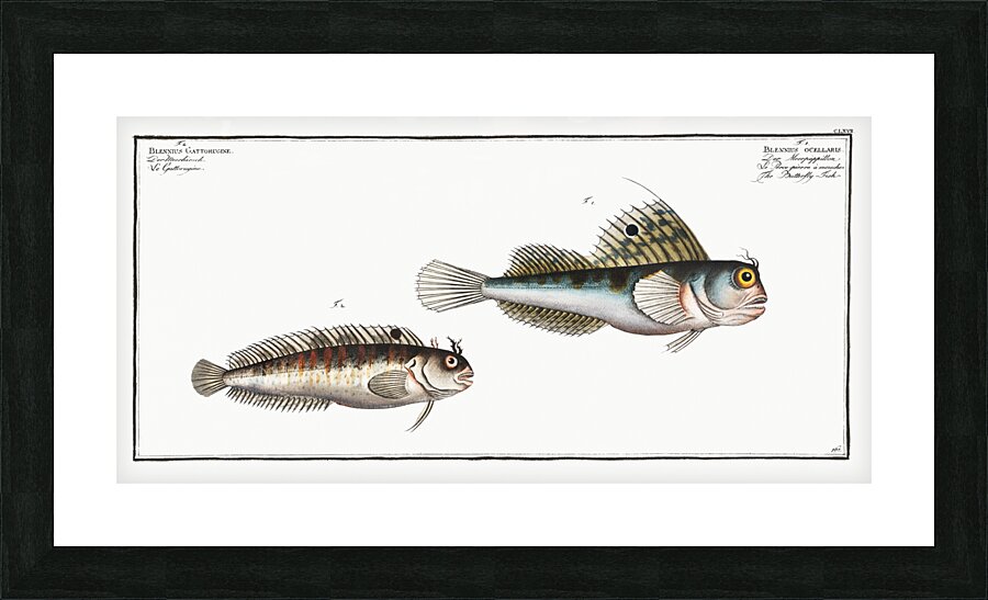 1. Butterfly-fish Blennius ocellaris 2. Blennius Gattorugine Picture Frame print