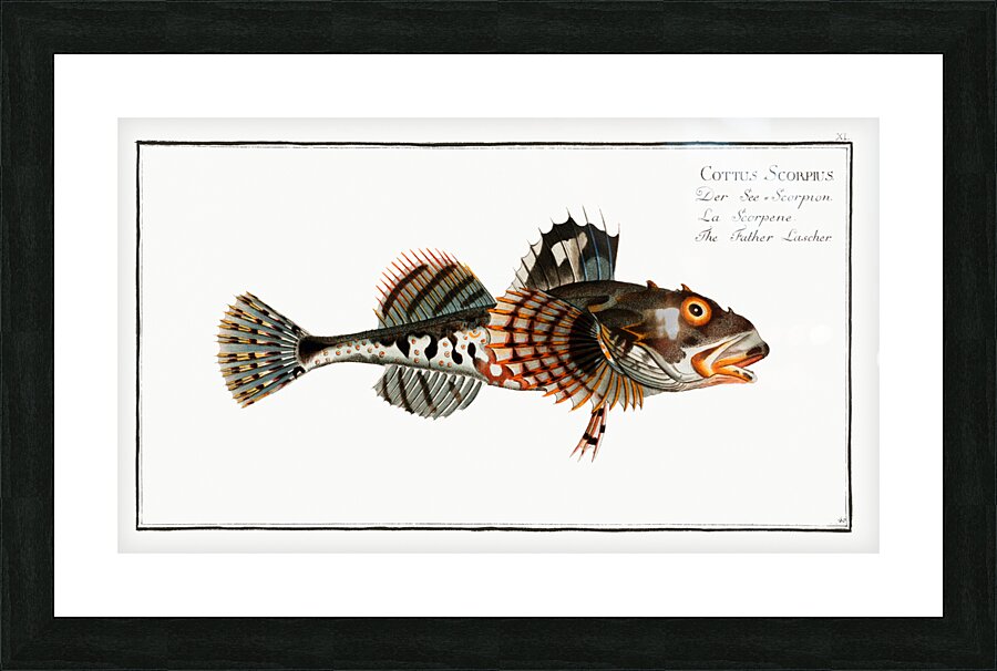 Father Lascher Cottus Scorpius Picture Frame print
