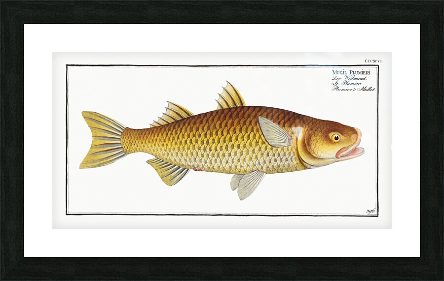 Plumiers Mullet Mugil Plumeri Picture Frame print