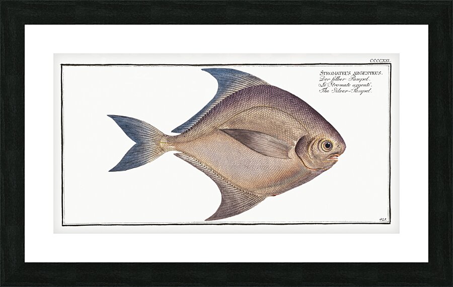 Silver-Pampel Stromateus argenteus Picture Frame print