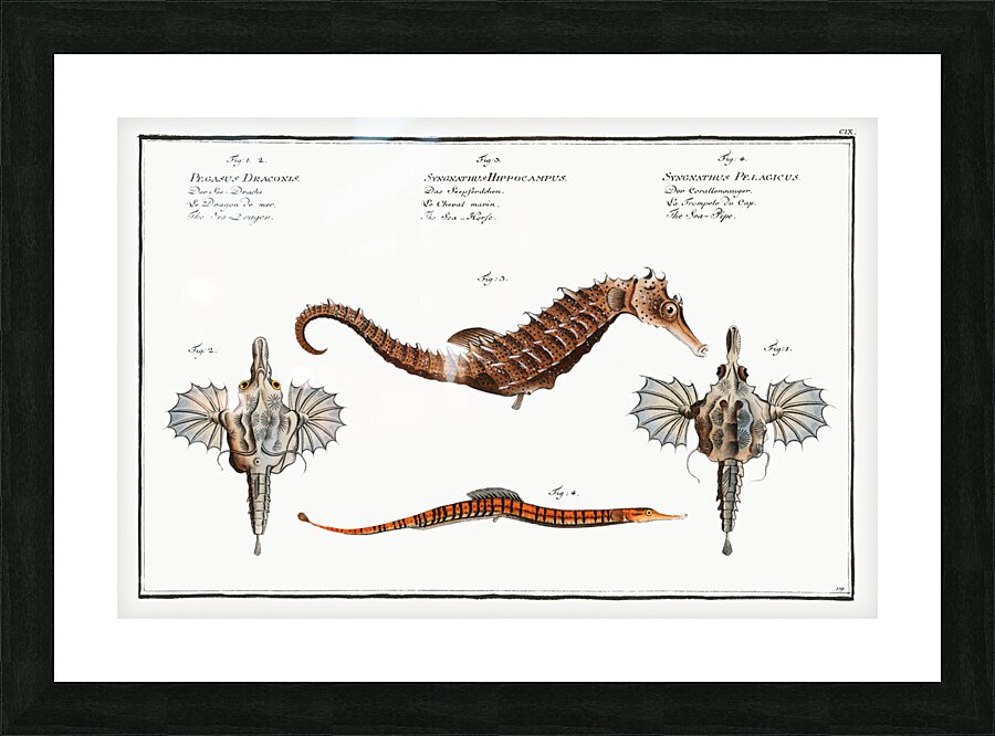 1. 2. Sea Dragon Pegasus Draconis 3. Sea-Horse Syngnathus Hippocampus 4. Sea-Pipe Syngnathus Pelagicus Picture Frame print