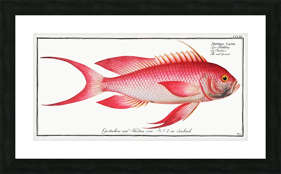 Red Grunt Anthias Sacer Picture Frame print
