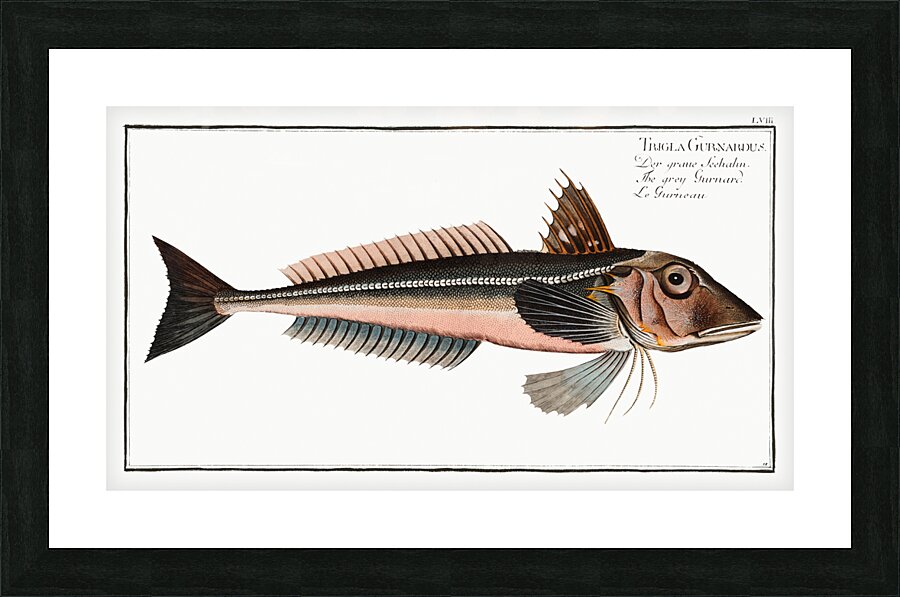Grey Gurnard Trigla Gurnardus Picture Frame print