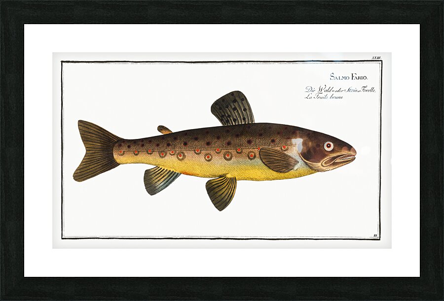 Brown Trout Salmo Fario Picture Frame print