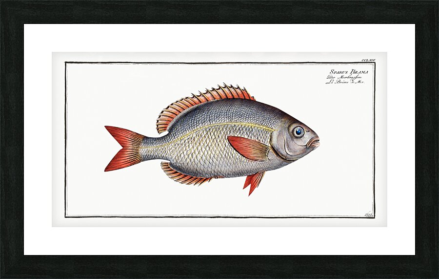 Sparus Brama Picture Frame print