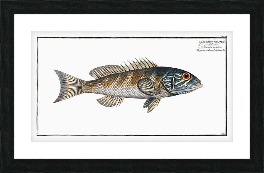 Green coloured Holocentre Holocentrus verescens Picture Frame print