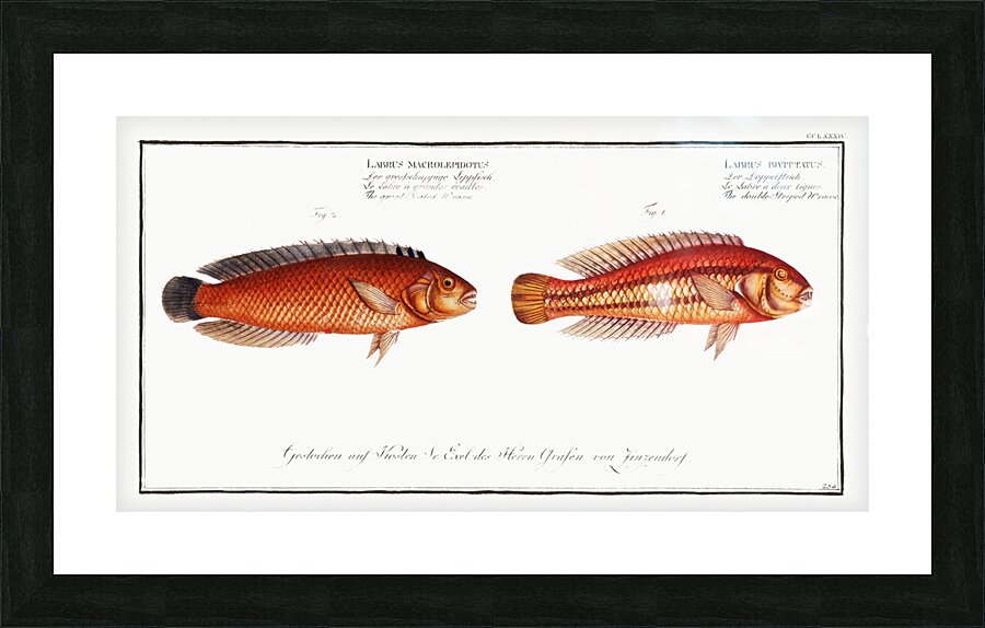 1. Double-Striped Wrasse Labrus bivittatus 2. Great-Scaled Wrasse Labrus macrolepidotus Picture Frame print