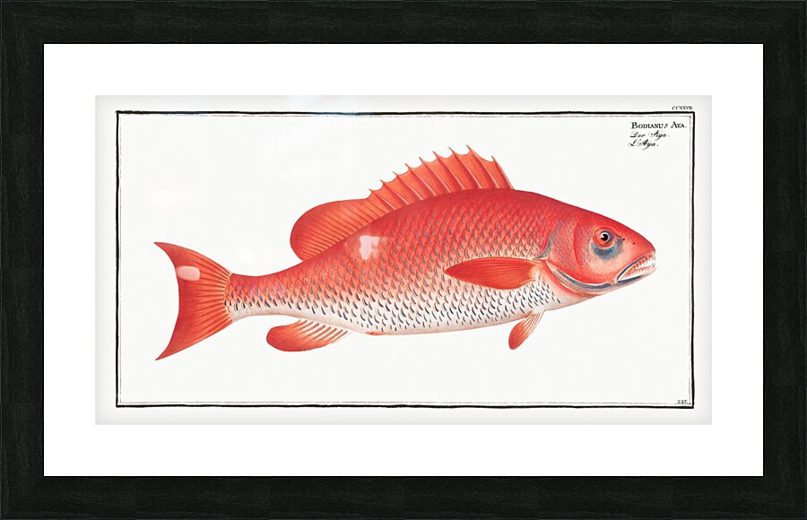 Bodianus Aya Picture Frame print