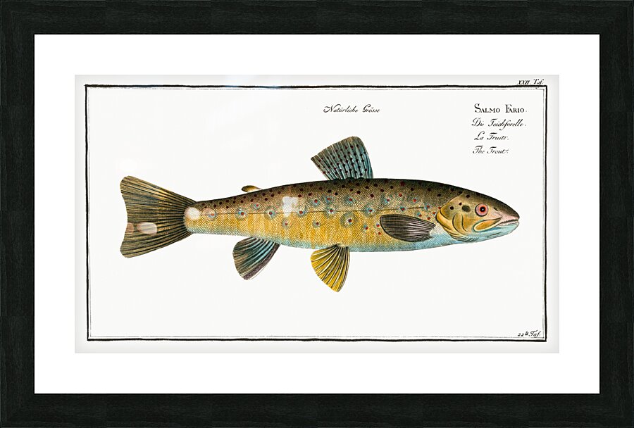 Trout Salmo Fario Picture Frame print