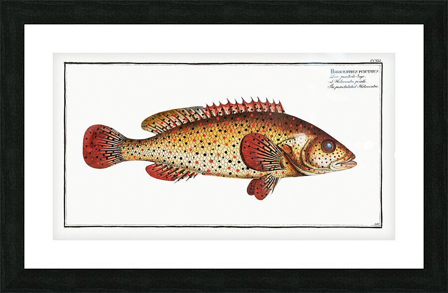 Punctulated Holocentre Holocentrus punctatus Picture Frame print