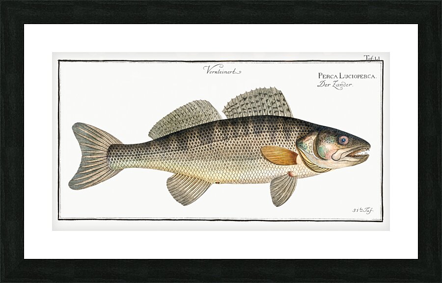 Picke-Perch Perca Lucioperca Picture Frame print