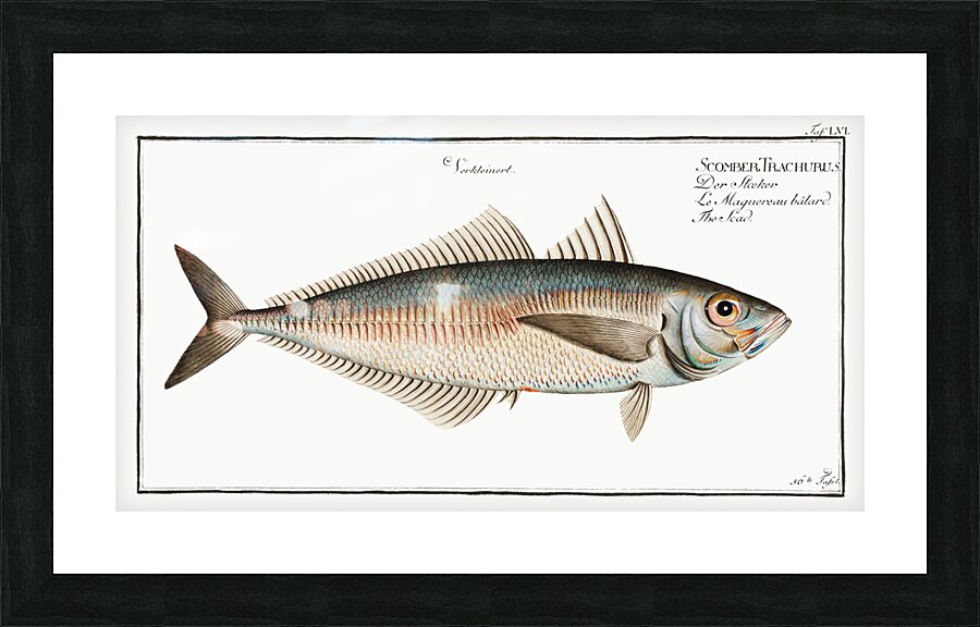 Scad Scomber Trachurus Picture Frame print