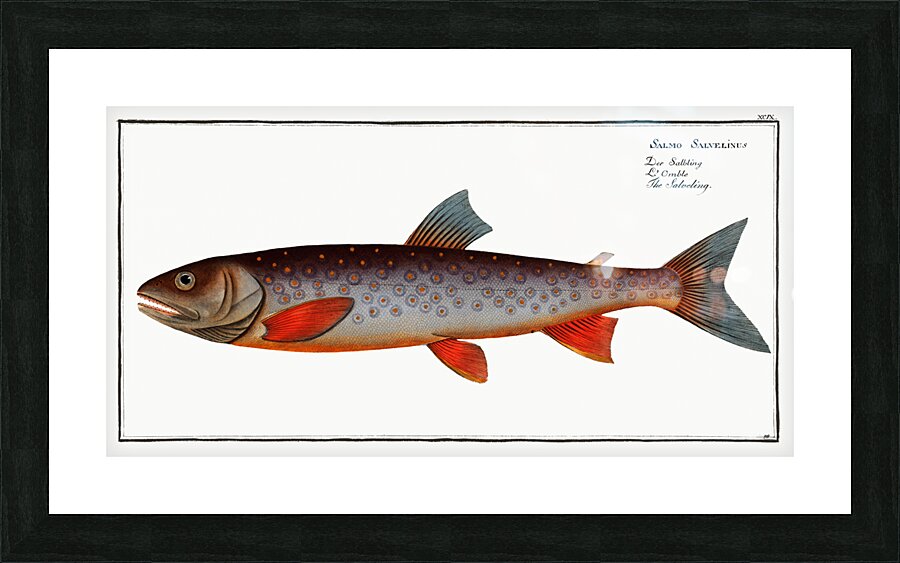 Salveling Salmo Salvelinus Picture Frame print