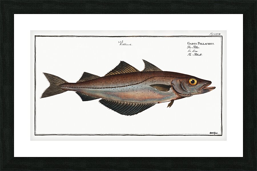 Pollack Gadus Pollachius Picture Frame print