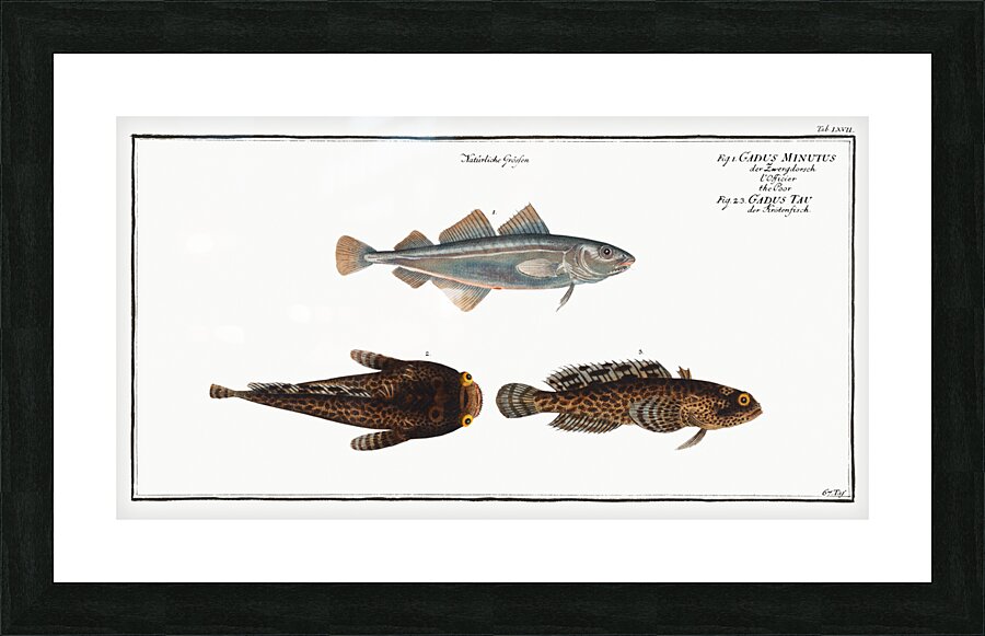 1. Poor Gadus Minutus 2. 3. Toald-Fish Gadus Tau Picture Frame print