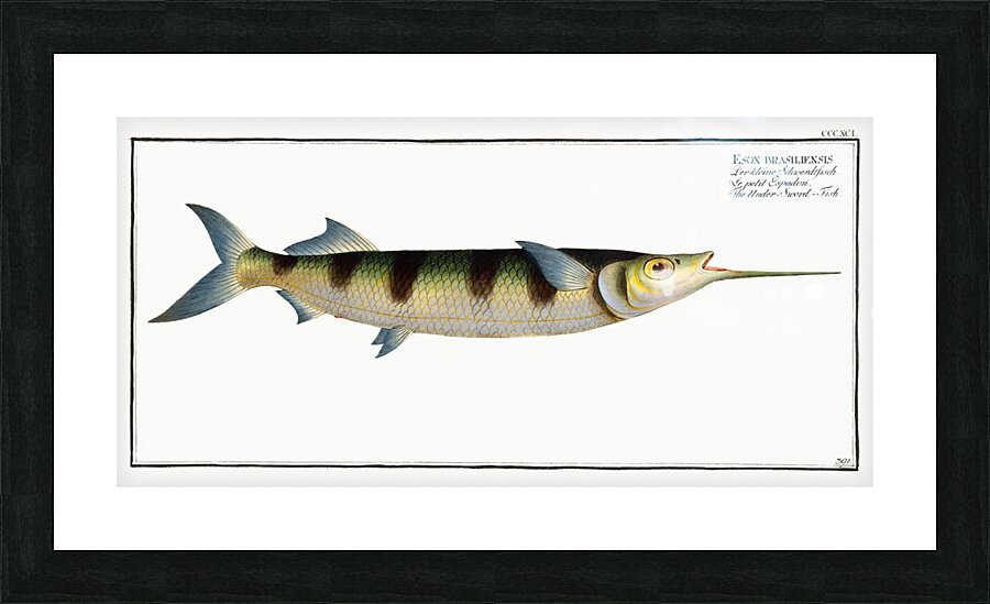 Under-Sword-Fish Esox brasiliensis Picture Frame print