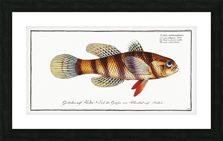 Great-scaled Umber Sciaena macrollpidota Picture Frame print