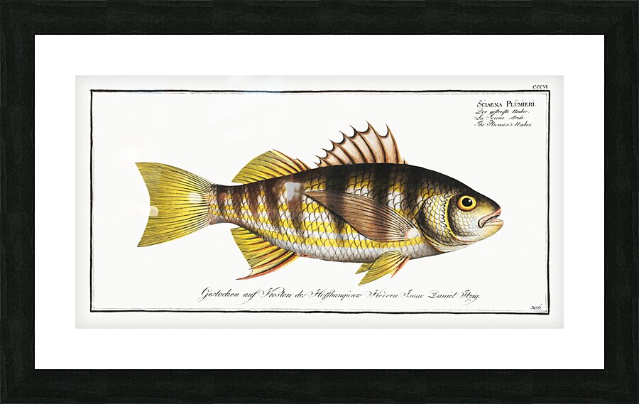 Plumiers Umber Sciaena Plümieri Picture Frame print