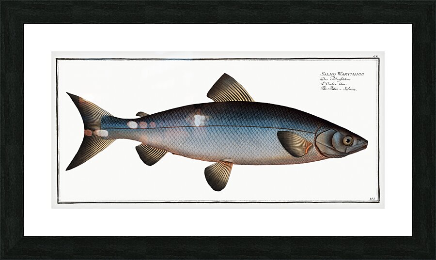 Plumiers Umber Sciaena Plümieri Picture Frame print