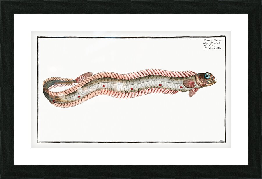 Band-Fish Cepola Tænia Picture Frame print