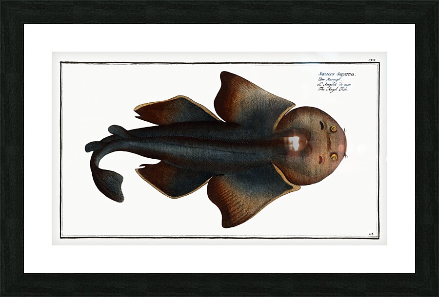 Angel FIsh Squalus Squatina Picture Frame print
