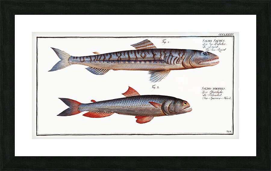 1. Sea-Lizard Salmo Saurus 2. Sea-Sparrow-Hawk Salmo foetens Picture Frame print