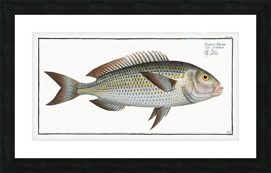 Goldlin Sparus Salpa Picture Frame print